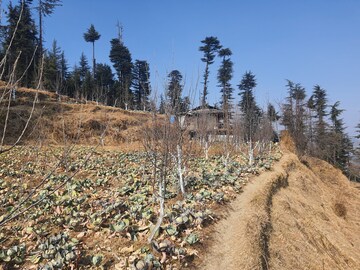 Plot For Resale in Kufri Shimla  6387141