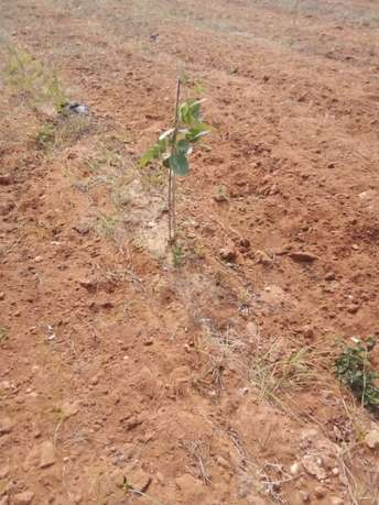Commercial Land 1056 Sq.Yd. For Resale in Devarampadu Ongole  6400560