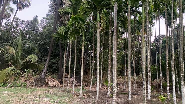Agriculture Wadi Plot In Alibag Chaul