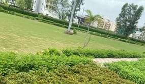  Plot For Resale in DLF Siris Estate Sector 24 Gurgaon 6445091