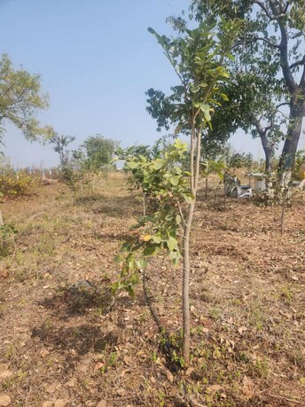 Plot For Resale in Narayankhed Hyderabad  6453422