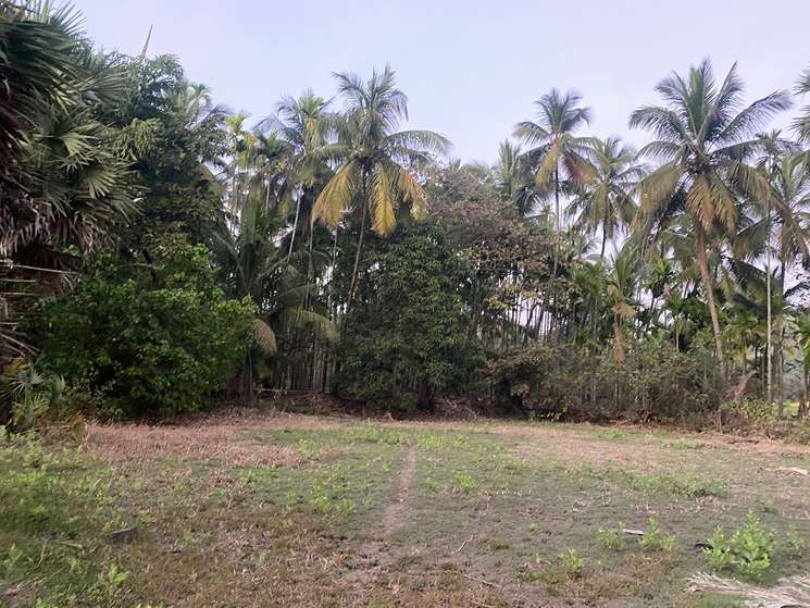 Agriculture Wadi Plot In Alibag Chaul Village