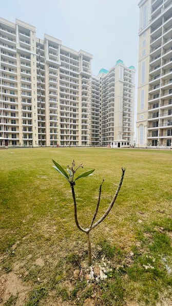 3 BHK Apartment For Resale in Aerocity Mohali  6526475