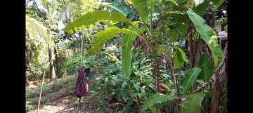 Plot Area in  Plot at Shoranur – for Sale