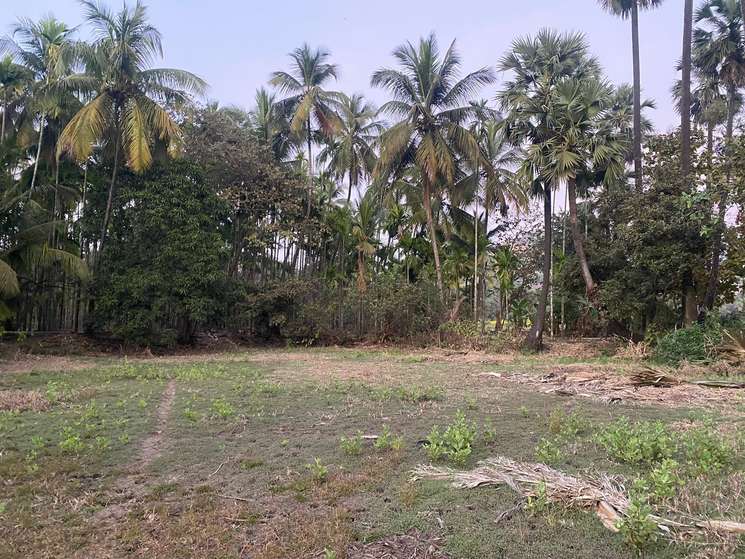 Agriculture Farmhouse Wadi Plot In Alibag Chaul
