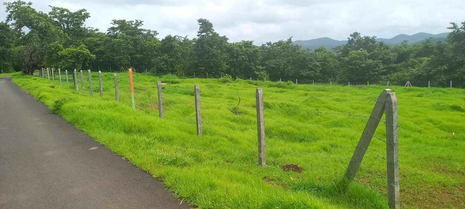 Plot For Resale in Mangaon Raigad  6632800