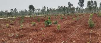 Commercial Land 6534 Sq.Ft. For Resale In Madhugiri Tumkur 6668615