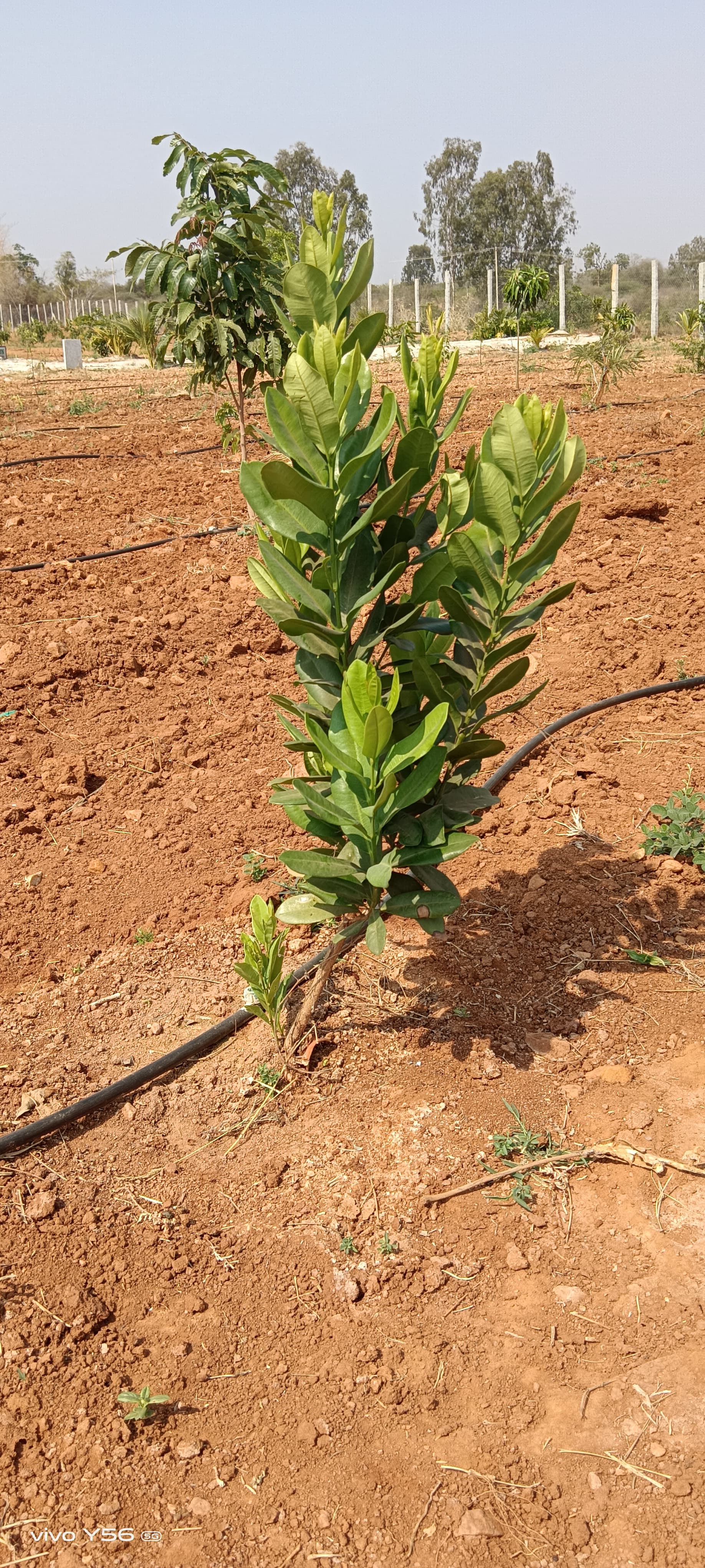 Resale Commercial Land 6534 Sq.Ft. in Madhugiri Tumkur 6668647