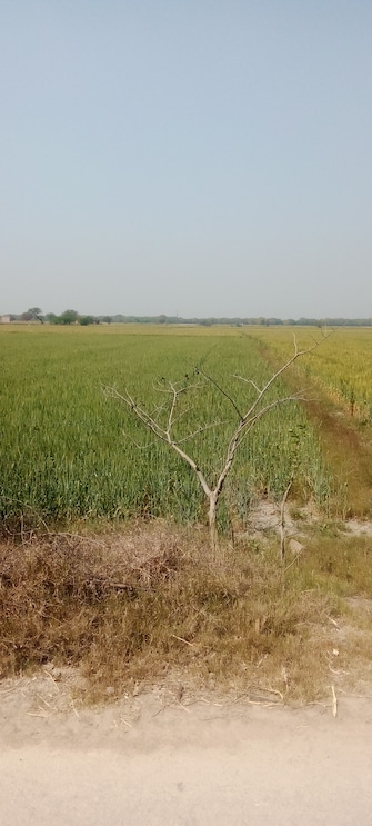 Commercial Land 7744 Sq.Yd. For Resale in Barhana Jhajjar  6674571