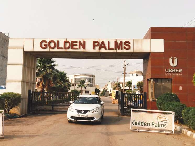 Ubber Golden Palm
