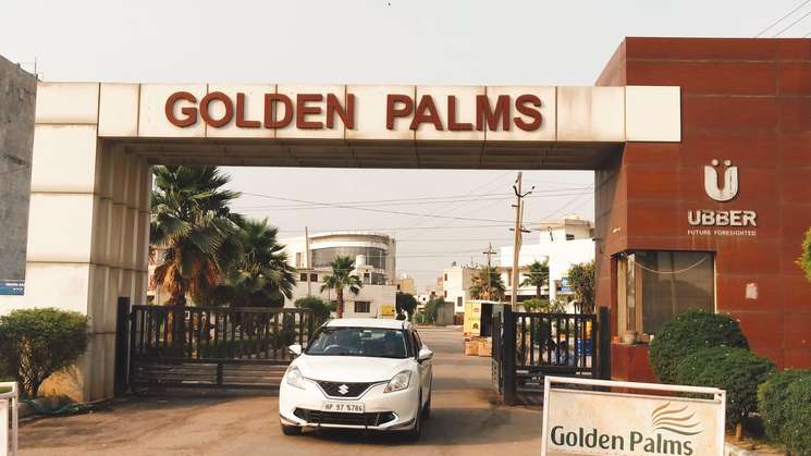 Ubber Golden Palm