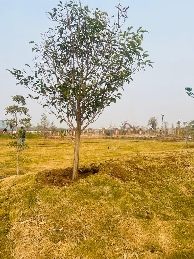 Plot For Resale in Agra Road Jaipur  6687997