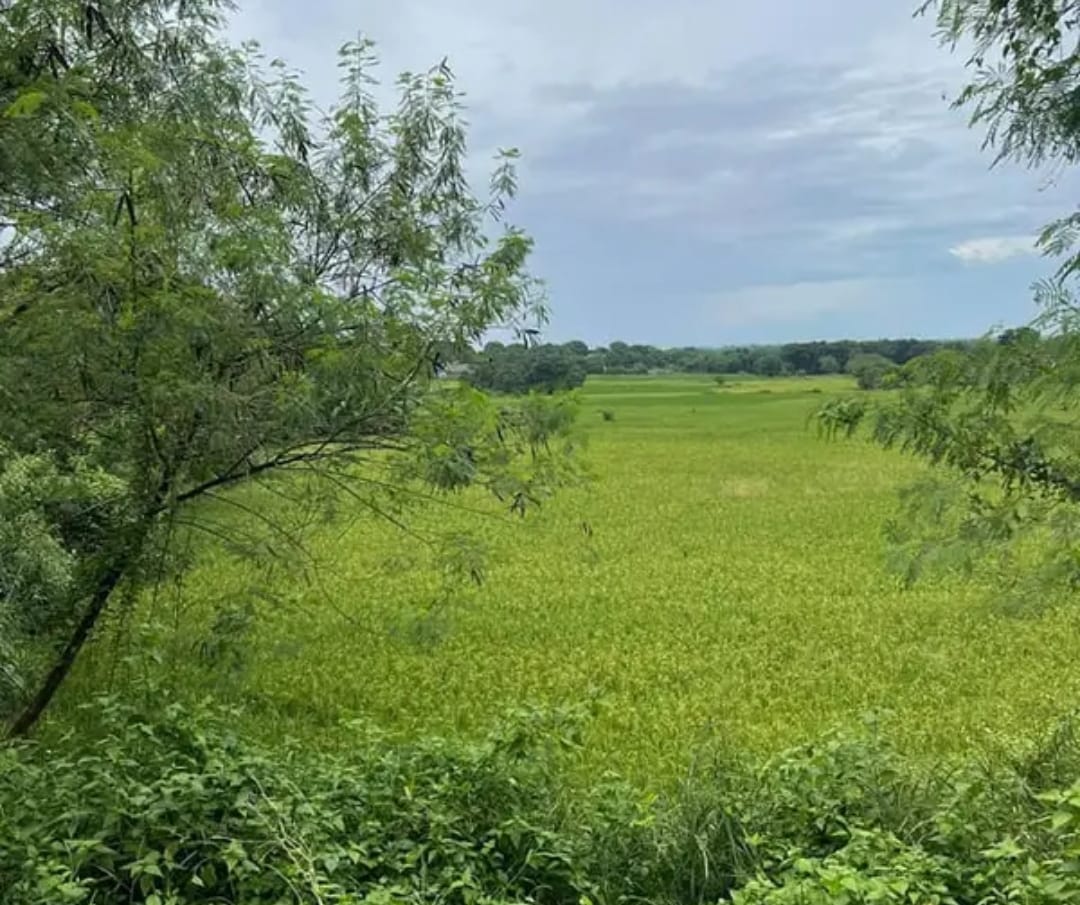 Resale 3000 Sq.Yd. Plot in Ghuma Ahmedabad 6695610