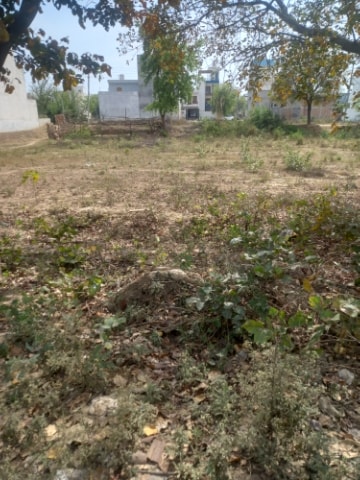 Plot For Resale in Sector 13 Bahadurgarh  6701806