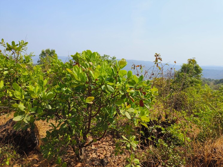 Garden, mangaon  10000 Sq.Ft. Plot In Mangaon Raigad 6720856