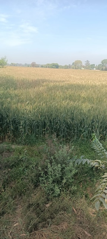 Commercial Land 4 Acre For Resale in Siddharth Colony Sonipat  6729442