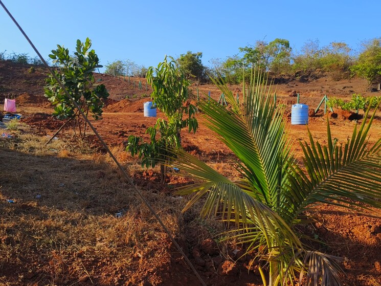 Garden, mangaon  10000 Sq.Ft. Plot In Mangaon Raigad 6754399