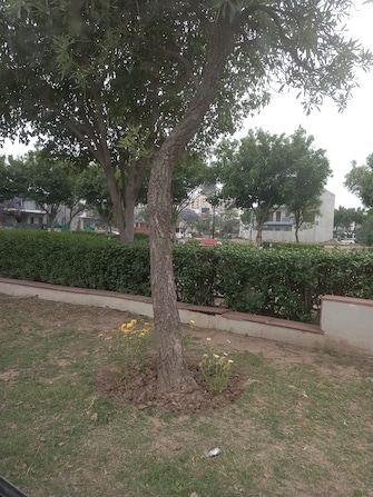 Plot For Resale in Sector 124 Mohali  6795482