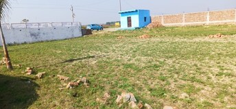 Plot For Resale in Jewar Greater Noida  6813466