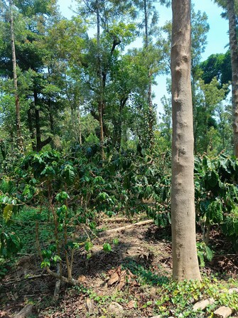 Commercial Land 5 Acre For Resale in Gonikoppal Coorg  6818301