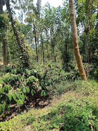 Commercial Land 5 Acre For Resale in Gonikoppal Coorg  6818301