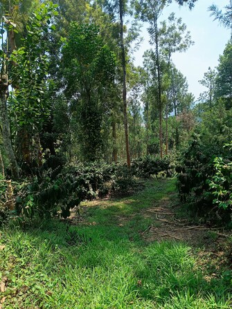 Commercial Land 5 Acre For Resale in Gonikoppal Coorg  6818301