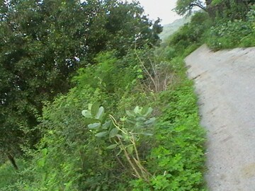 Plot – Exterior View View at Kinathukadavu - for Sale