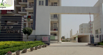 3 BHK Apartment For Rent in Tulip White Sector 69 Gurgaon 6824474