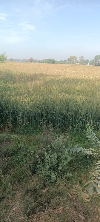 Commercial Land 21 Acre For Resale in Ujha Panipat  6825456