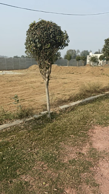 Plot For Resale in Najafgarh Delhi  6970413