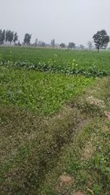 Commercial Land 4 Acre For Resale in Shankar Colony Sonipat  6985480