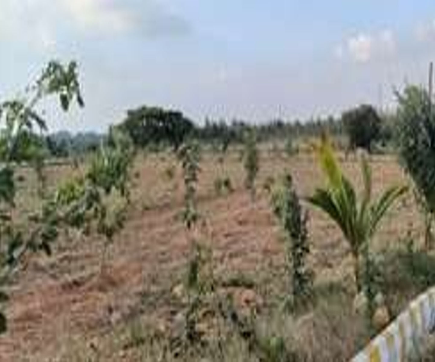 Plot For Resale in Denkanikottai Hosur  7015485