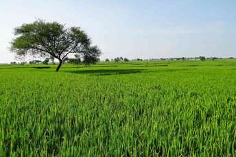 Commercial Land 23 Acre For Resale in Farukh Nagar Gurgaon  7057028