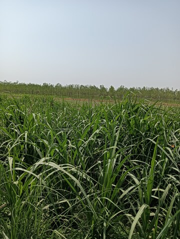 Plot Area in  Plot at Chandni Bagh – for Sale