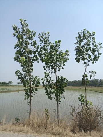  Plot – Exterior View View at Bawana - for Sale