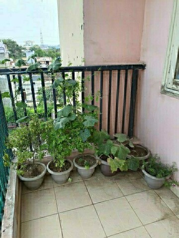 3 BHK Apartment For Sale in SVP Gulmohur Greens, Mohan Nagar