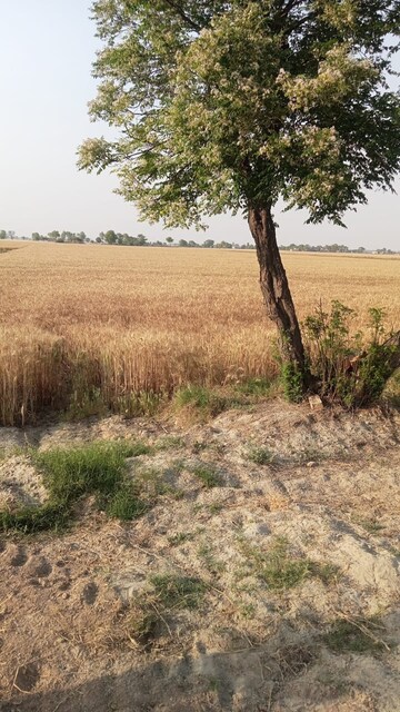 Plot Area in  Land at Sultanpur – for Sale