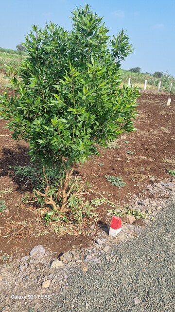 Plot Area in  Plot at Kondhapuri – for Sale
