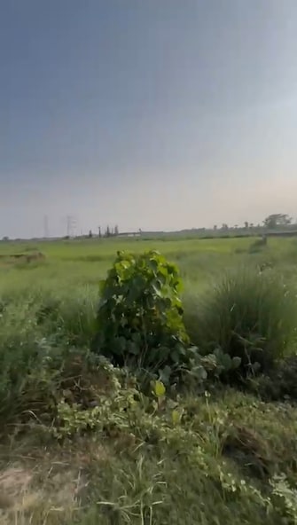 Plot For Resale in Mithanpura Muzaffarpur  7200724