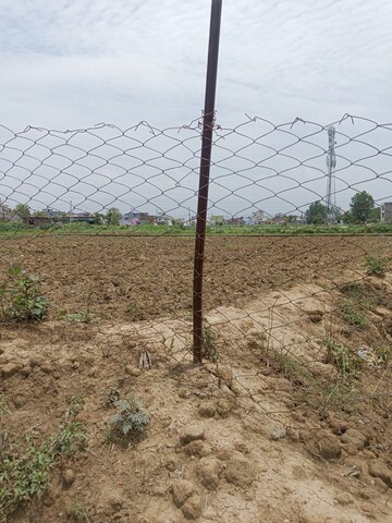 Plot Area in  Plot at Pithuwala Kalan – for Sale