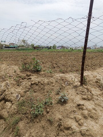 Plot Area in  Plot at Pithuwala Kalan – for Sale