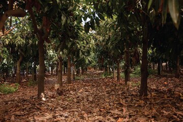 Plot Area in  Plot at Sarjapur – for Sale