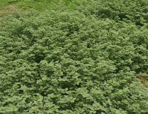 Plot For Sale in Barhana