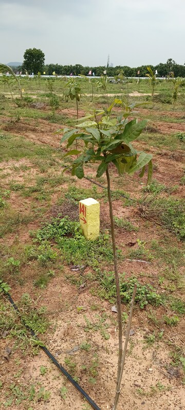 Plot Area in  Plot at Jayaprakash Nagar – for Sale