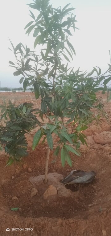  Plot – Exterior View View at Shadnagar - for Sale