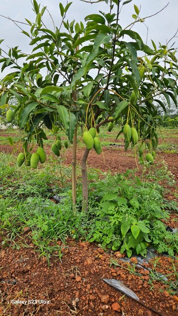  Plot – Garden View at Shankarpalli - for Sale
