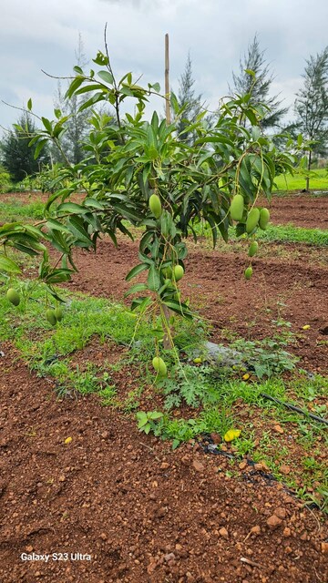  Plot For Sale in Shankarpalli
