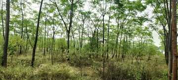 Plot Area in  Plot at Mothighanapur – for Sale