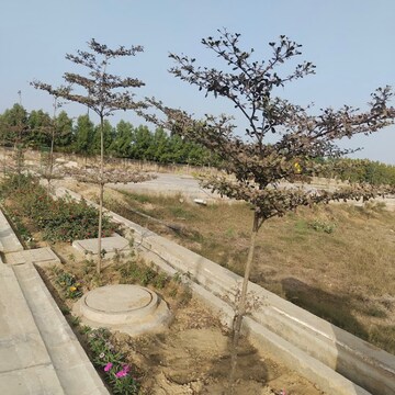 Plot Area in  Plot at Uppal Gurgaon 99, Sector 99 – for Sale