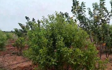 Plot For Sale in Attapur